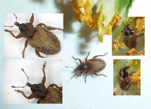 Réf. 205 959 : Hypera sp.